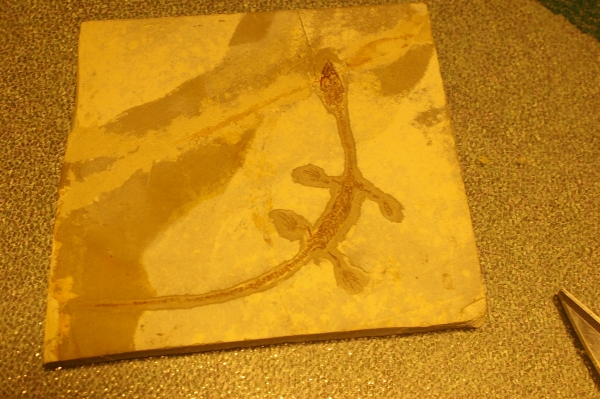 Creation of Whatchamacallitasaurus: Step 5